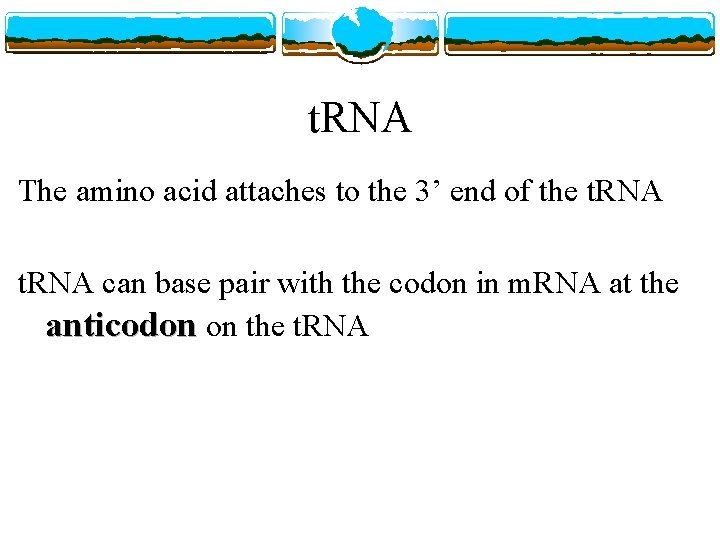 t. RNA The amino acid attaches to the 3’ end of the t. RNA