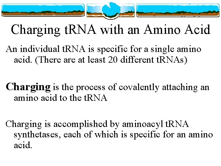 Charging t. RNA with an Amino Acid An individual t. RNA is specific for