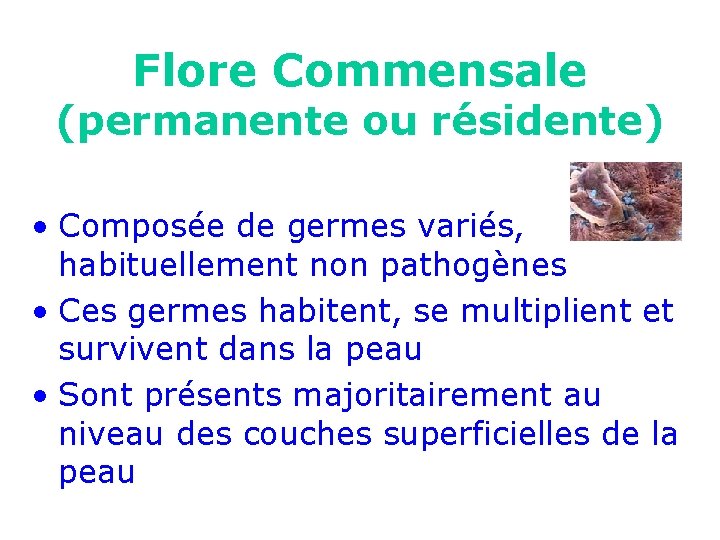 Flore Commensale (permanente ou résidente) • Composée de germes variés, habituellement non pathogènes •