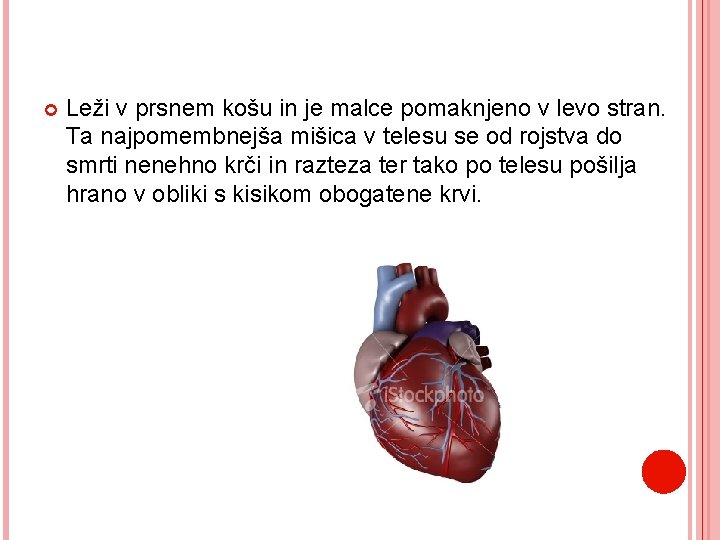  Leži v prsnem košu in je malce pomaknjeno v levo stran. Ta najpomembnejša