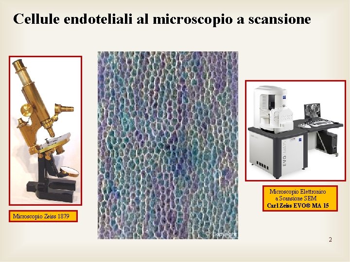 Cellule endoteliali al microscopio a scansione Microscopio Elettronico a Scansione SEM Carl Zeiss EVO®