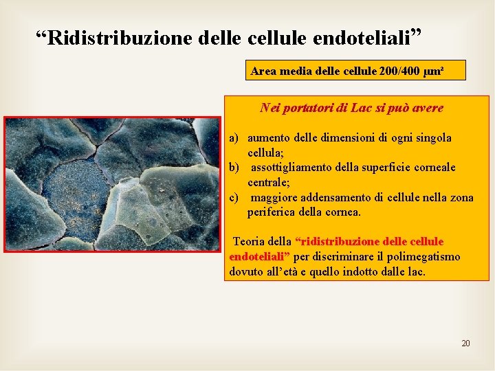 “Ridistribuzione delle cellule endoteliali” Area media delle cellule 200/400 µm² Nei portatori di Lac “Ridistribuzione delle cellule endoteliali” Area media delle cellule 200/400 µm² Nei portatori di Lac