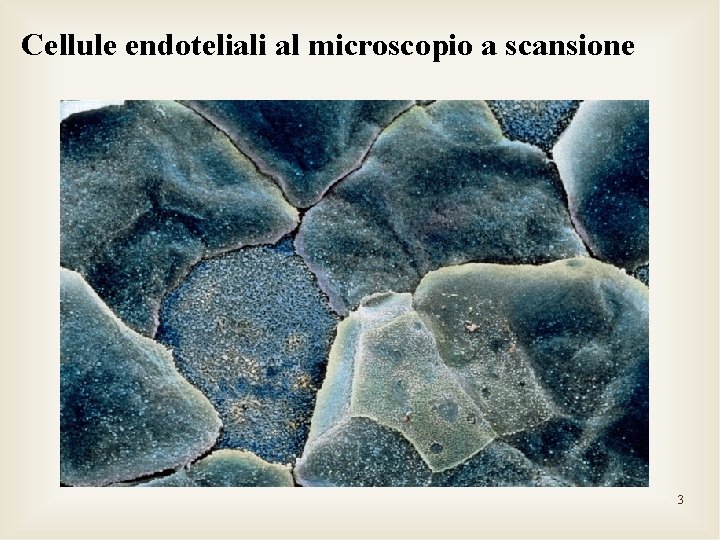 Cellule endoteliali al microscopio a scansione 3 