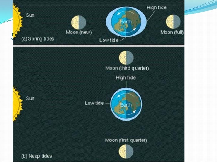 spring. Neap diagram 