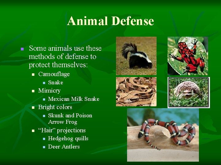 Animal Defense n Some animals use these methods of defense to protect themselves: n