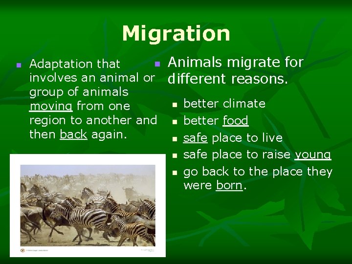 Migration n n Animals migrate for Adaptation that involves an animal or different reasons.