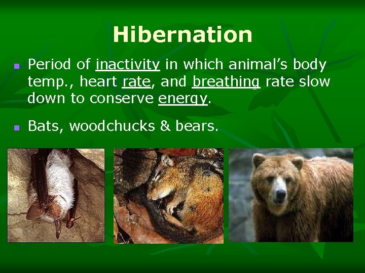 Hibernation n n Period of inactivity in which animal’s body temp. , heart rate,