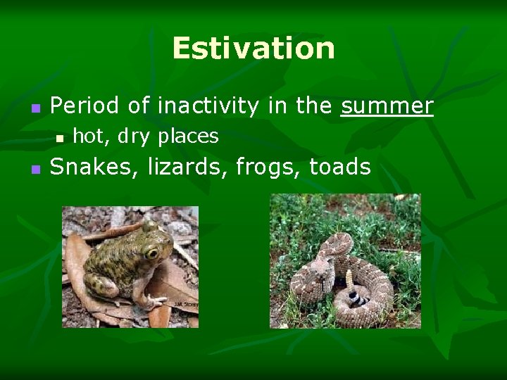 Estivation n Period of inactivity in the summer n n hot, dry places Snakes,