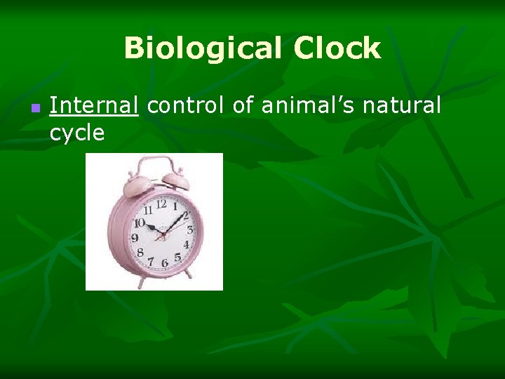 Biological Clock n Internal control of animal’s natural cycle 