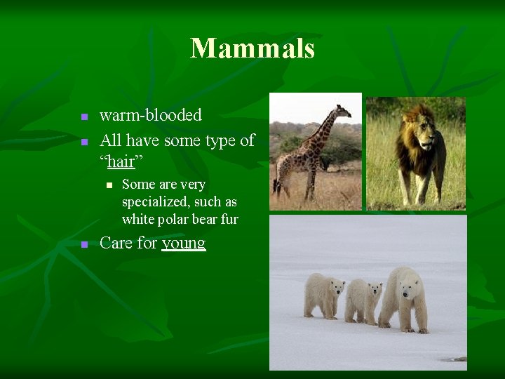 Mammals n n warm-blooded All have some type of “hair” n n Some are