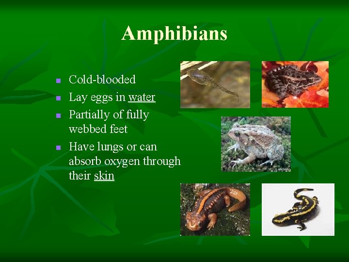 Amphibians n n Cold-blooded Lay eggs in water Partially of fully webbed feet Have