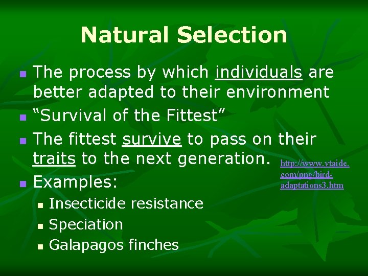 Natural Selection n n The process by which individuals are better adapted to their
