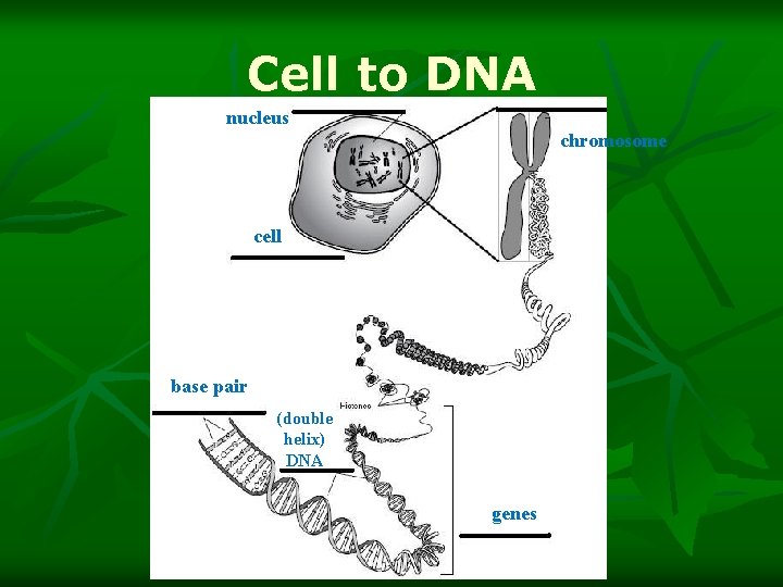 Cell to DNA nucleus chromosome cell base pair (double helix) DNA genes 