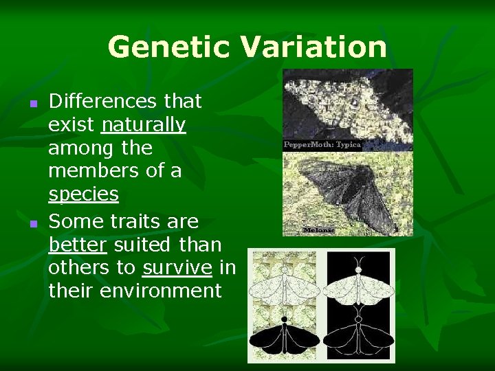 Genetic Variation n n Differences that exist naturally among the members of a species