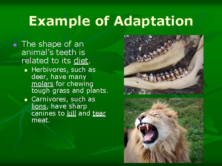 Example of Adaptation n The shape of an animal’s teeth is related to its