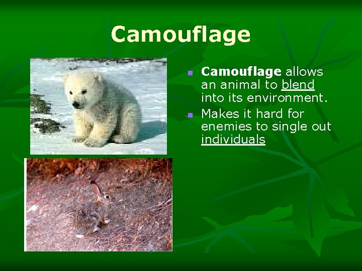 Camouflage n n Camouflage allows an animal to blend into its environment. Makes it