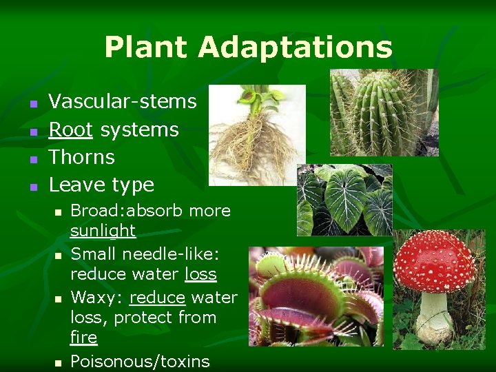 Plant Adaptations n n Vascular-stems Root systems Thorns Leave type n n Broad: absorb