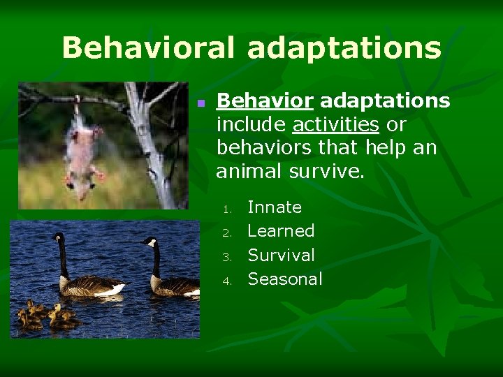 Behavioral adaptations n Behavior adaptations include activities or behaviors that help an animal survive.