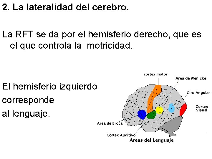 2. La lateralidad del cerebro. La RFT se da por el hemisferio derecho, que