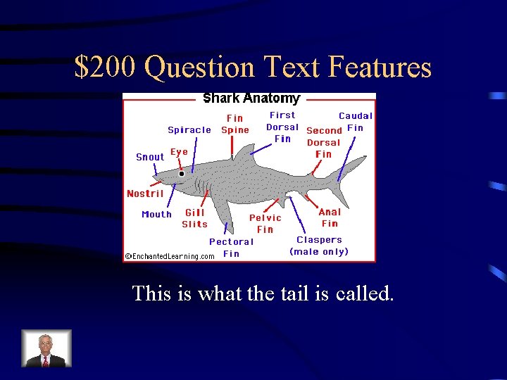 $200 Question Text Features Your Text Here This is what the tail is called.