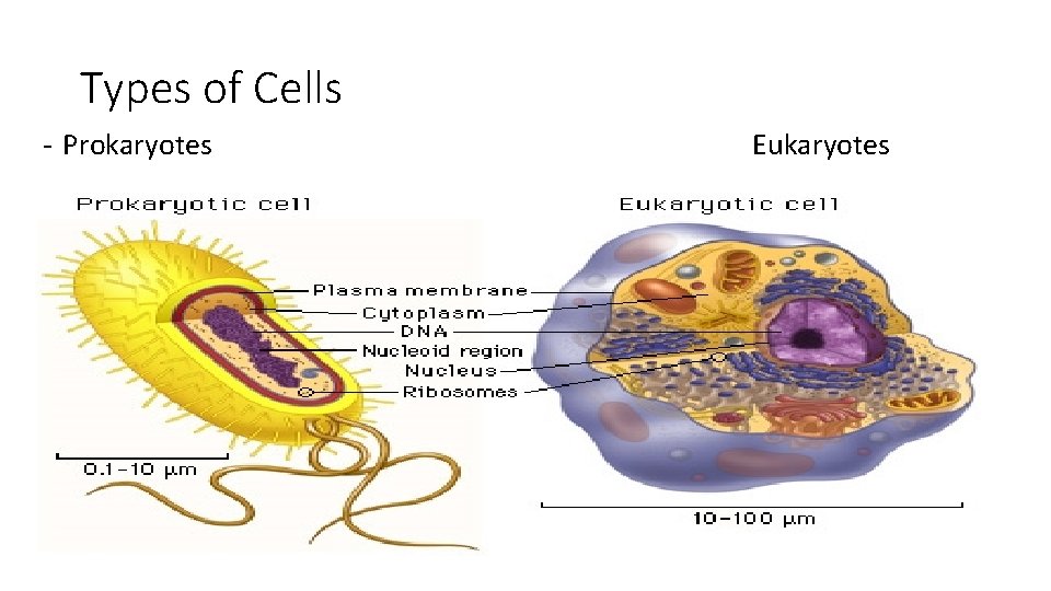 Types of Cells - Prokaryotes Eukaryotes 