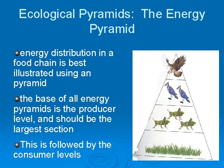 Ecological Pyramids: The Energy Pyramid energy distribution in a food chain is best illustrated