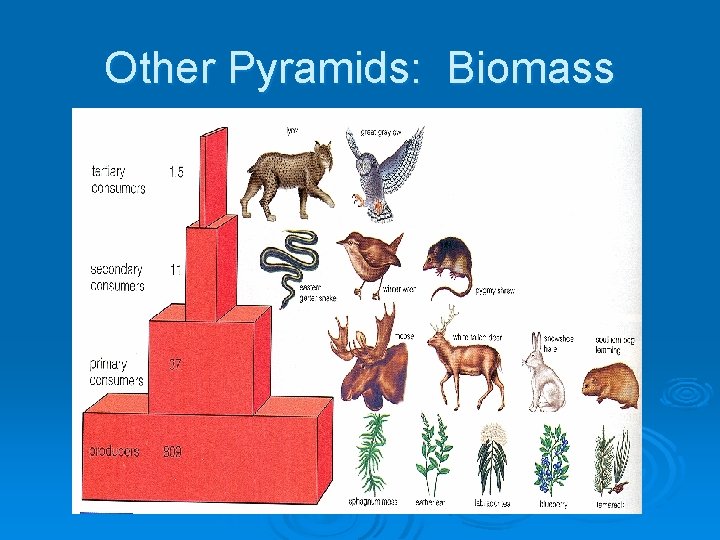 Other Pyramids: Biomass 