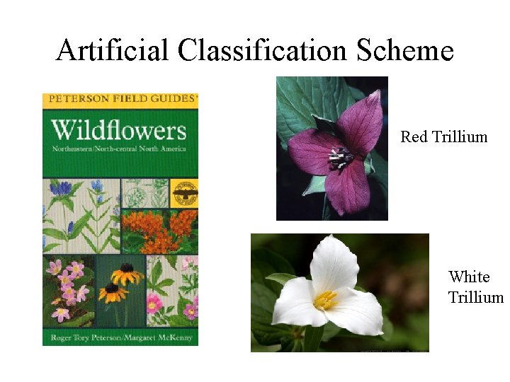Artificial Classification Scheme Red Trillium White Trillium Artificial Classification Scheme Red Trillium White Trillium