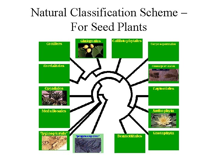 Natural Classification Scheme – For Seed Plants Natural Classification Scheme – For Seed Plants