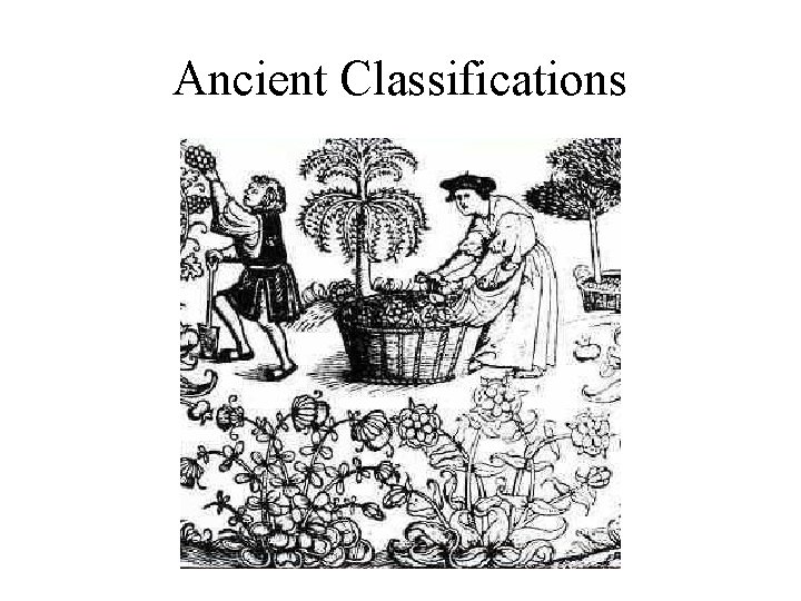 Ancient Classifications 