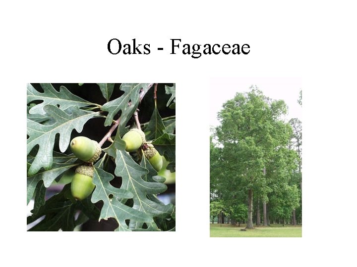 Oaks - Fagaceae 