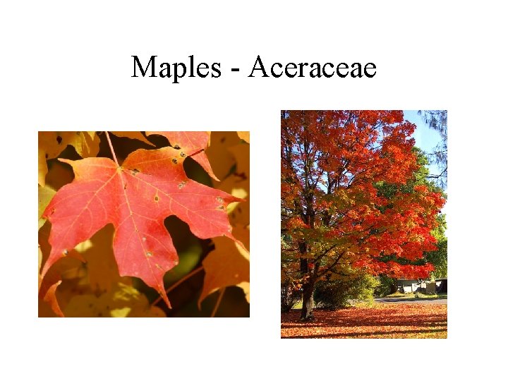 Maples - Aceraceae Maples - Aceraceae
