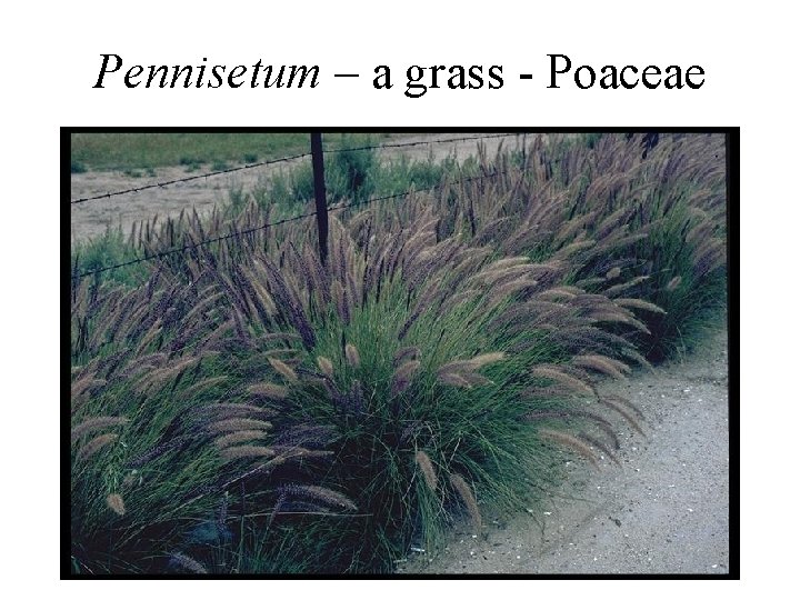 Pennisetum – a grass - Poaceae 