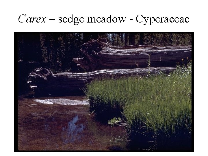 Carex – sedge meadow - Cyperaceae 