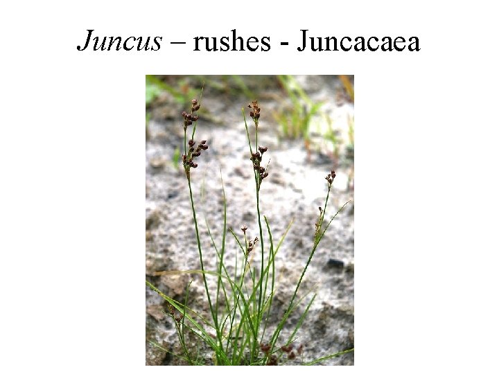 Juncus – rushes - Juncacaea Juncus – rushes - Juncacaea