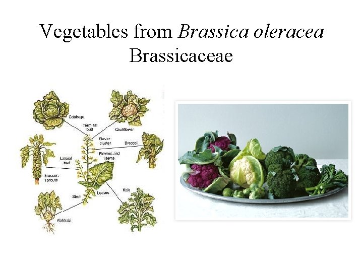 Vegetables from Brassica oleracea Brassicaceae 