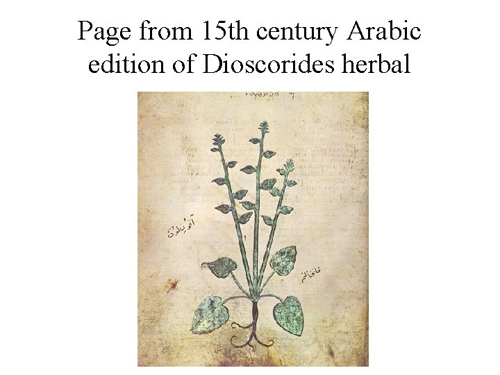 Page from 15 th century Arabic edition of Dioscorides herbal Page from 15 th century Arabic edition of Dioscorides herbal