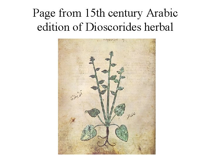 Page from 15 th century Arabic edition of Dioscorides herbal 