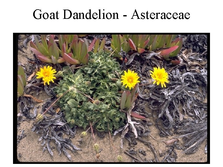 Goat Dandelion - Asteraceae Goat Dandelion - Asteraceae
