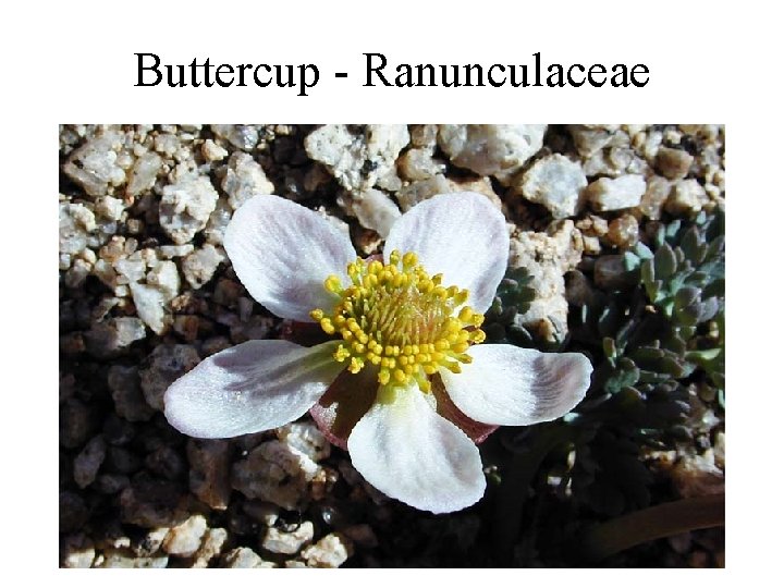Buttercup - Ranunculaceae 