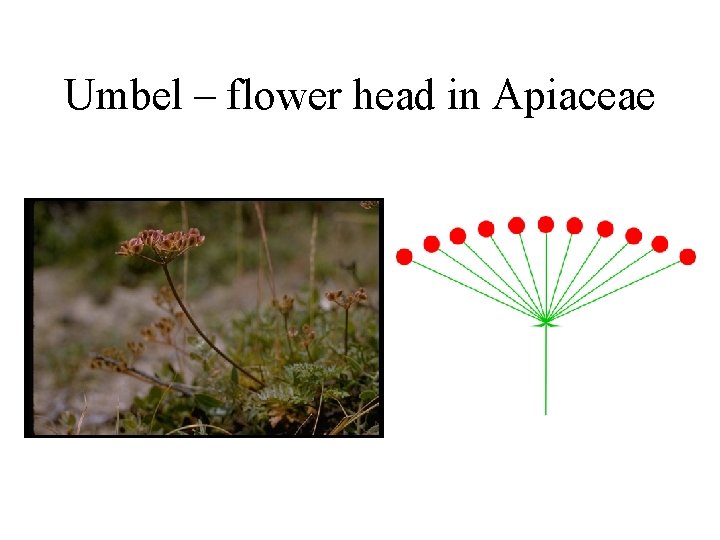 Umbel – flower head in Apiaceae 