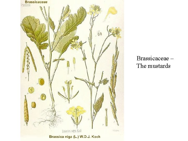 Brassicaceae – The mustards Brassicaceae – The mustards