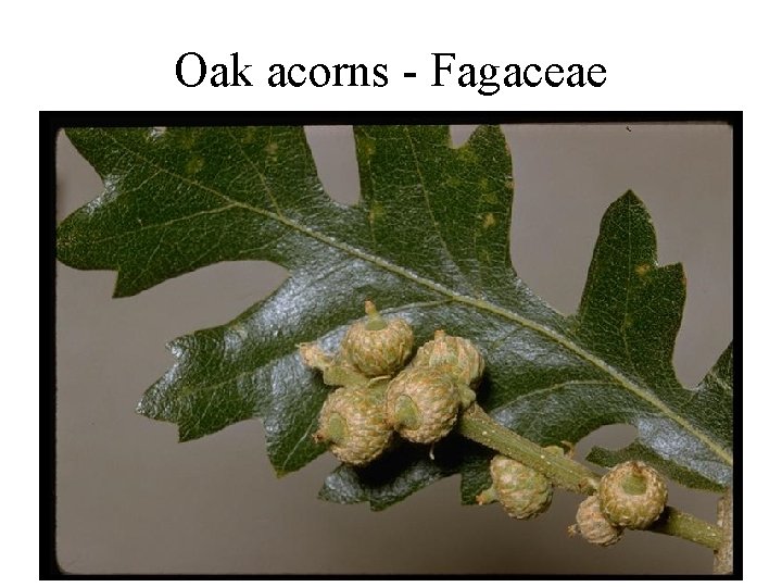 Oak acorns - Fagaceae 