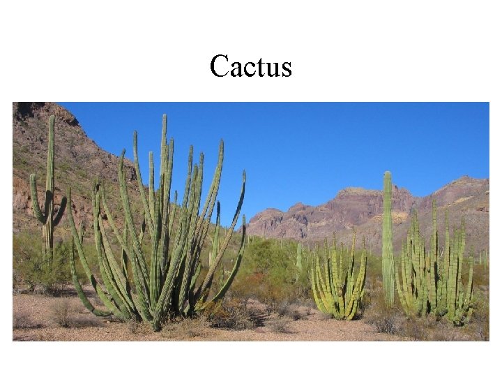 Cactus 