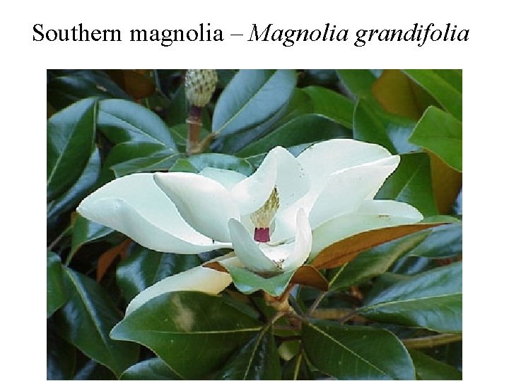 Southern magnolia – Magnolia grandifolia Southern magnolia – Magnolia grandifolia