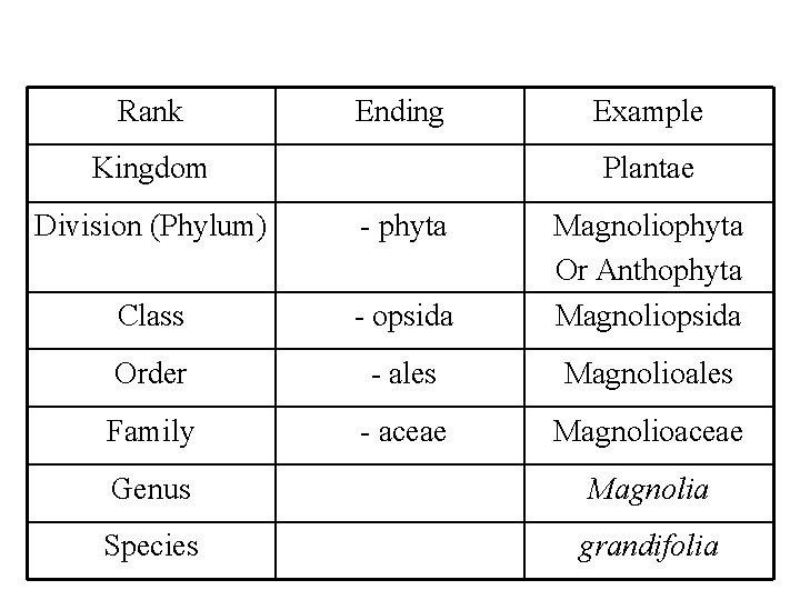 Rank Ending Kingdom Example Plantae Division (Phylum) - phyta Class - opsida Magnoliophyta Or Rank Ending Kingdom Example Plantae Division (Phylum) - phyta Class - opsida Magnoliophyta Or