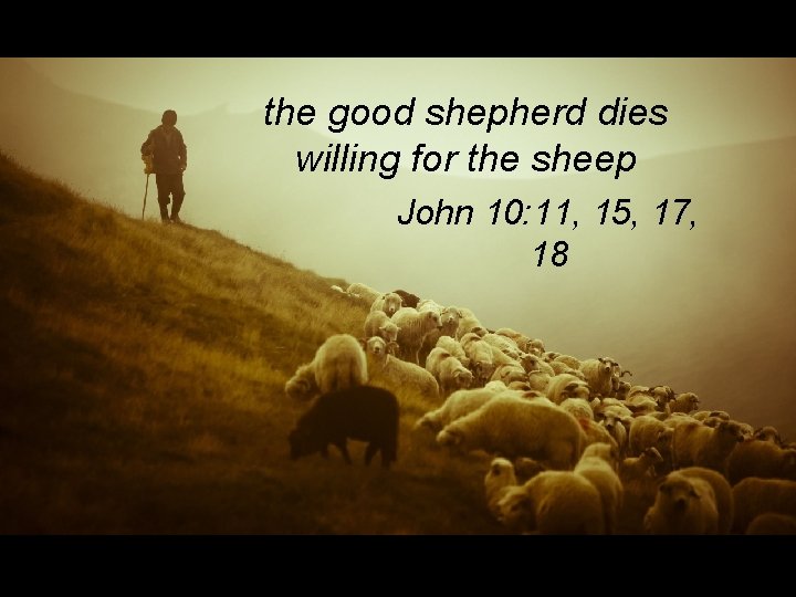 the good shepherd dies willing for the sheep John 10: 11, 15, 17, 18