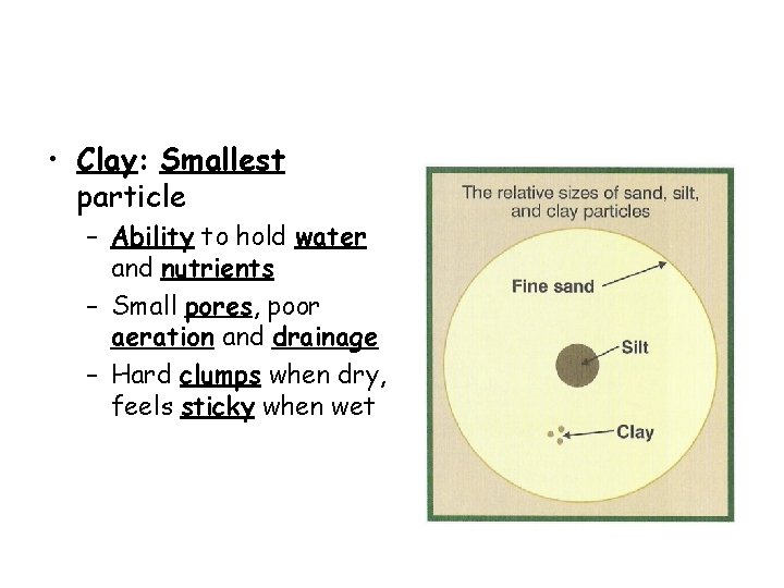  • Clay: Smallest particle – Ability to hold water and nutrients – Small