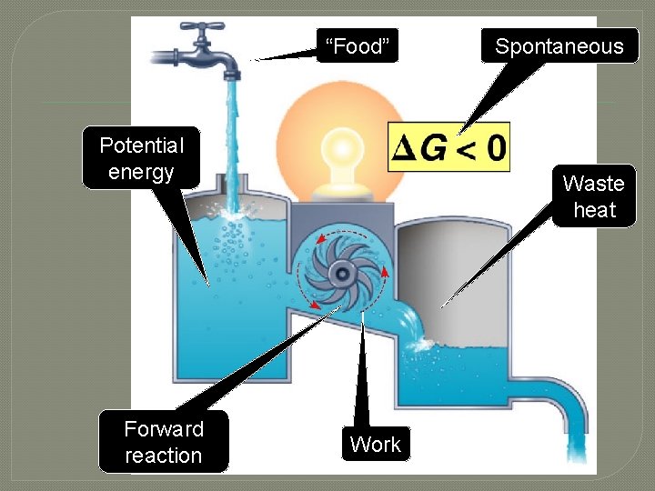 “Food” Potential energy Forward reaction Spontaneous Waste heat Work 