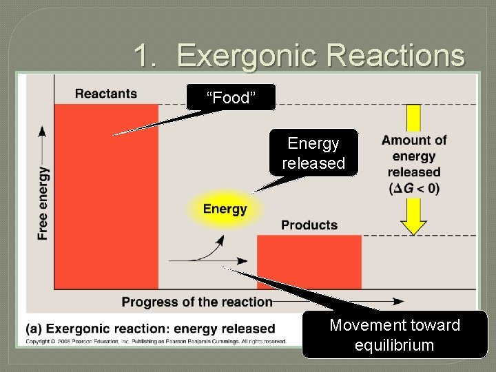 1. Exergonic Reactions “Food” Energy released Movement toward equilibrium 